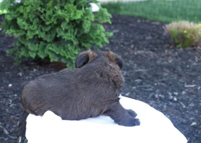Jeffery