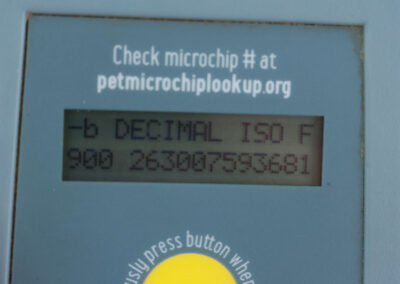 John's Microchip ID